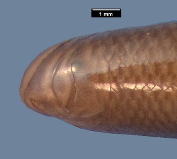 Media type: image;   Herpetology R-40060